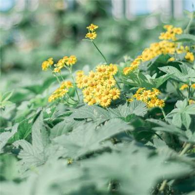 火狐体育下载appapp下载